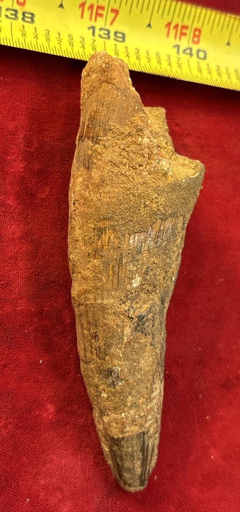 Authentic 4” Spinosaurus Tooth Fossil