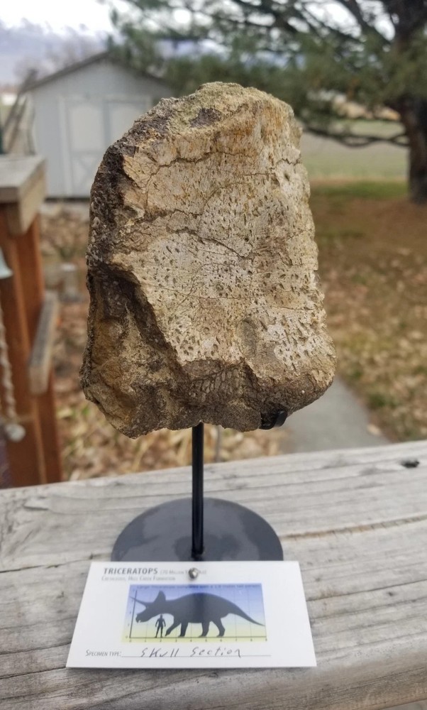 Nice Triceratops Skull Section Fossil Specimen Defined Cretaceous Hell Creek MT