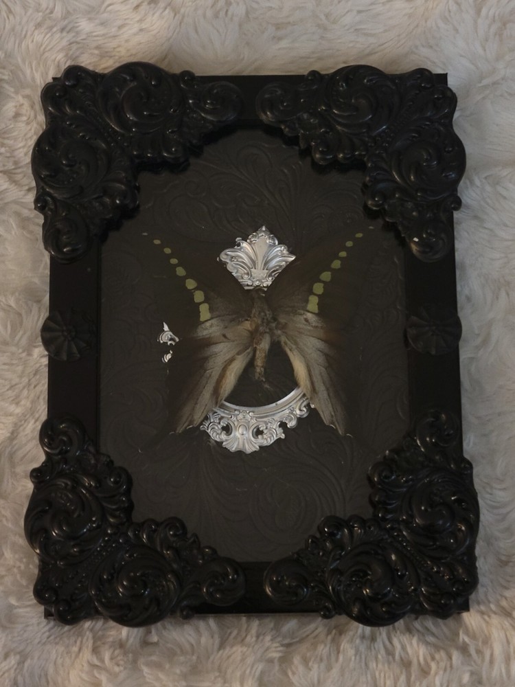 The Great Mormon Butterfly Specimen