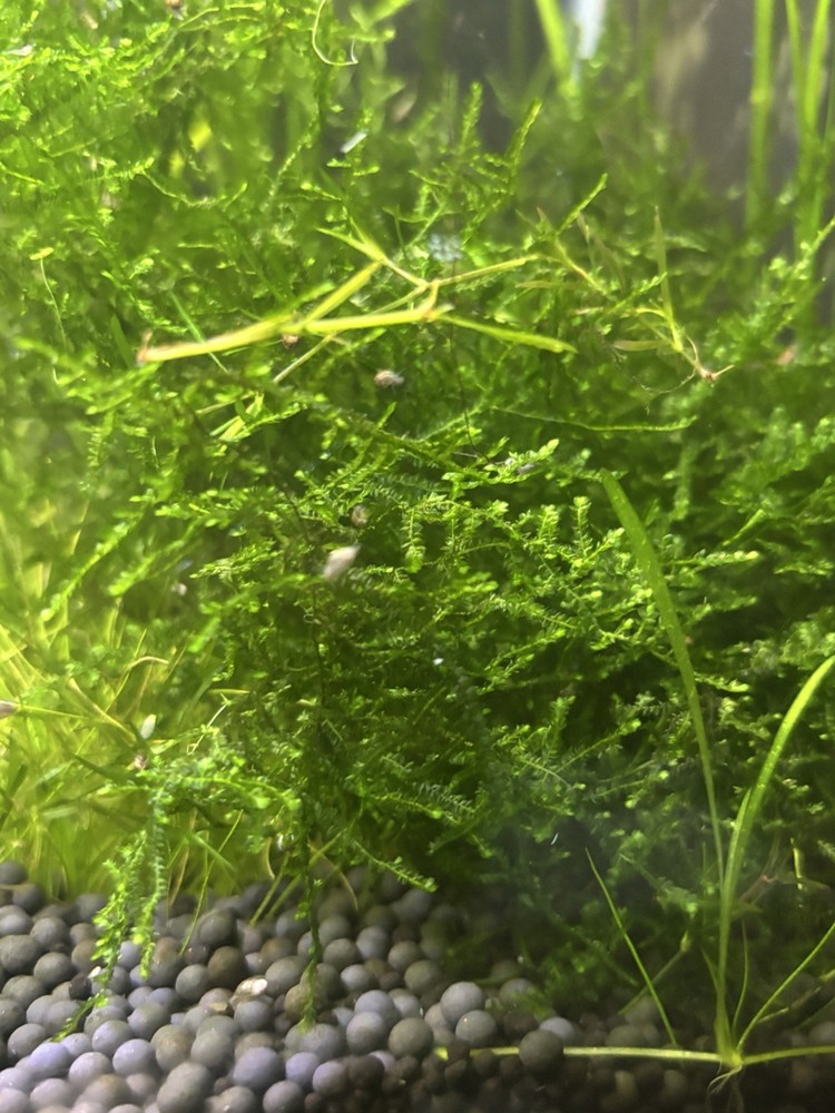 Aquarium Moss Weeping Moss Christmas Moss