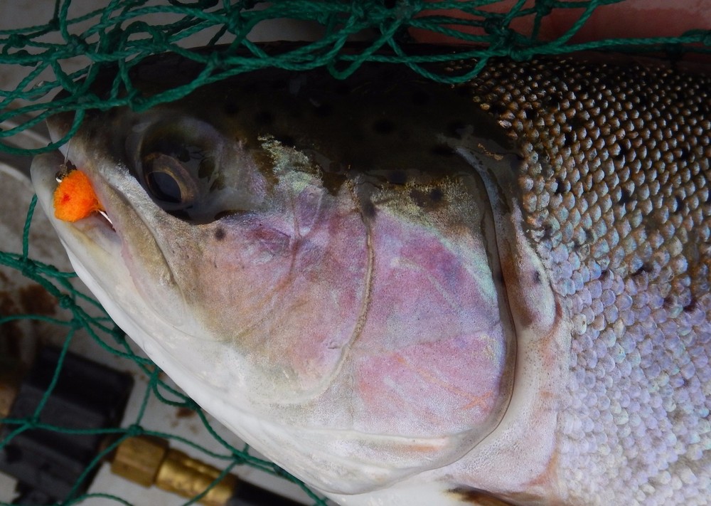 GLO BUG EGG+++U-PICK COLOR/SIZE+++(per 12)