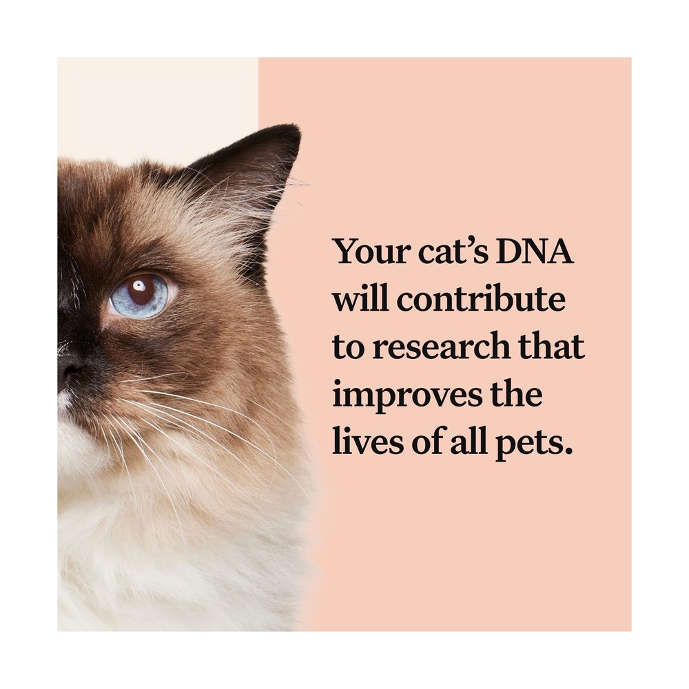 Wisdom Panel Complete: Comprehensive Cat DNA Test kit for 45 Health Genetic H...
