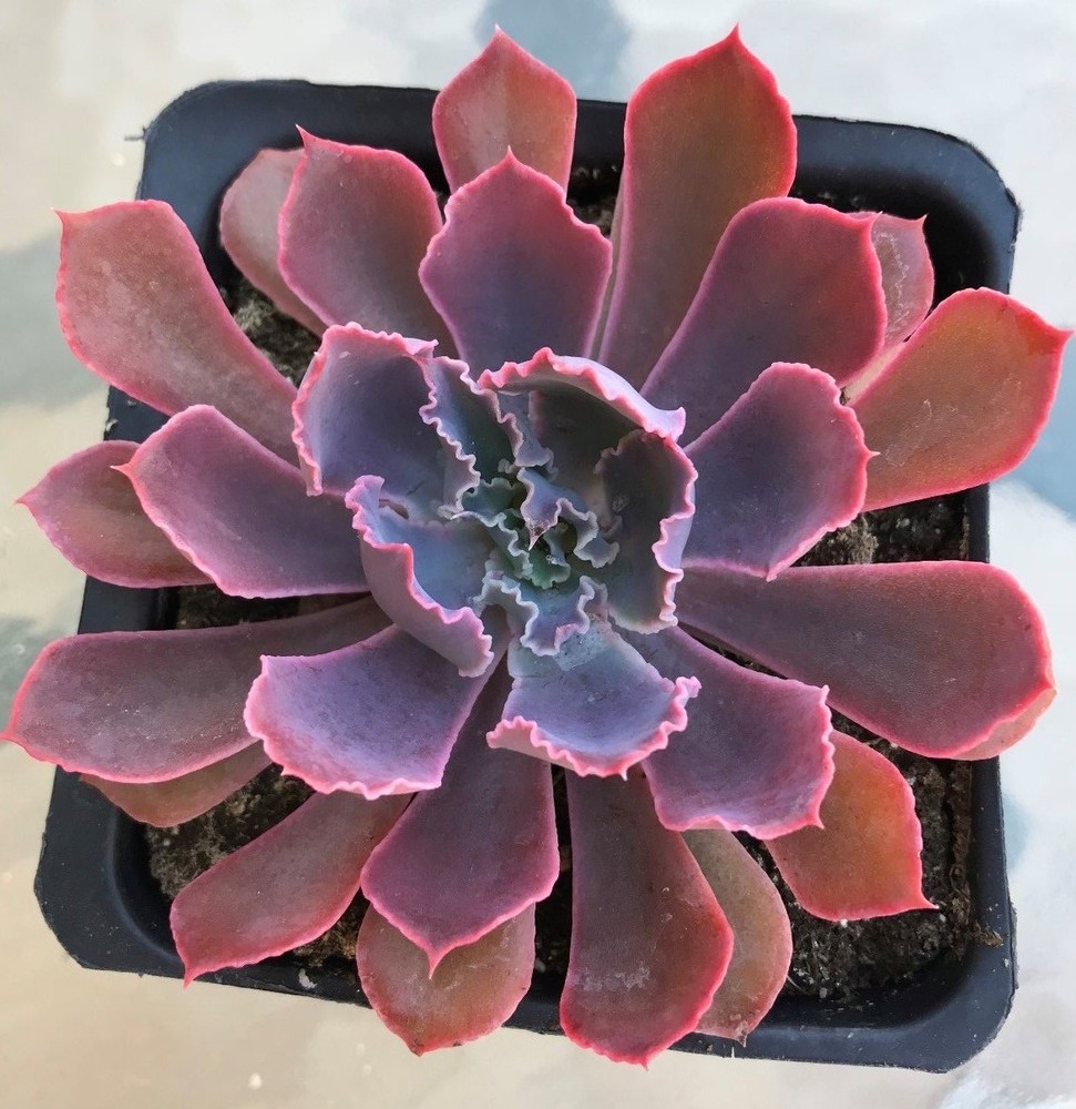 Echeveria, 'Neon Breakers' comes in a 3.5" container