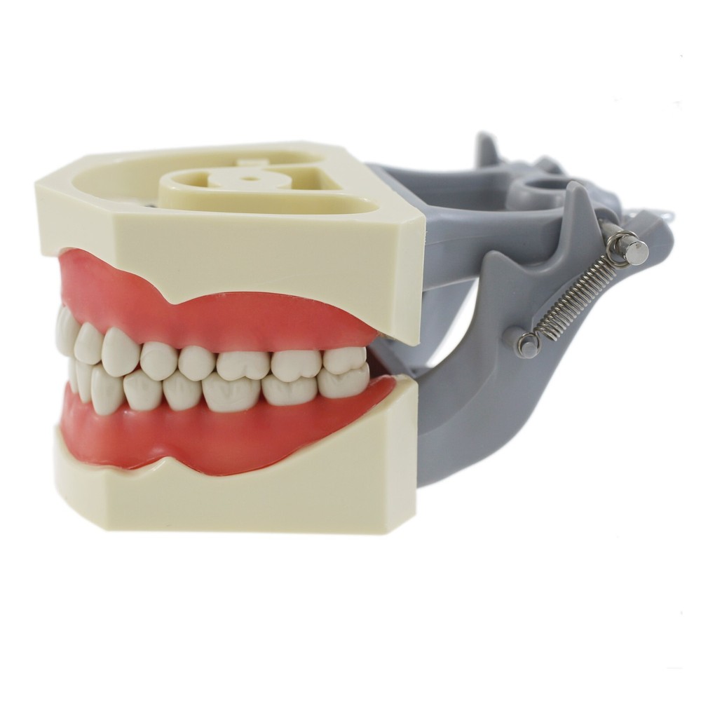 Columbia Dentoform 860 Type Dental Typodont Mounting Pole 32PCS Teeth Removable