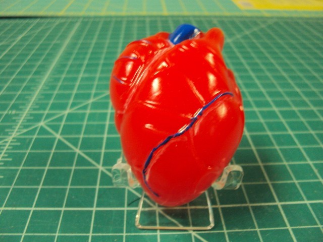Anatomically correct Valentine 's heart with stand.