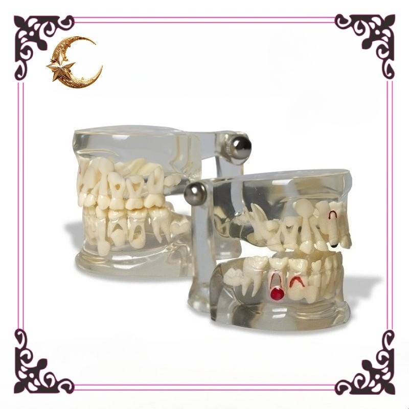 Dental Teeth Model Demo 3-12 Child Permanent Tooth Alternate Developement Proces