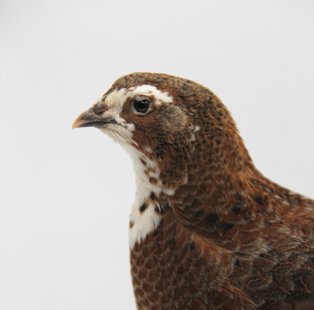 30+ Celadon Coturnix Quail Hatching Eggs - Blue Egg Layers