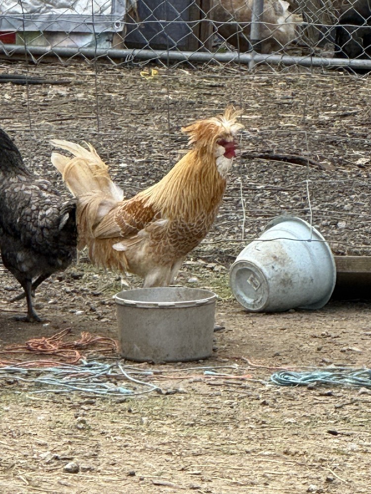 SURPRISE Mixed Chicken, Duck, Goose hatching eggs
