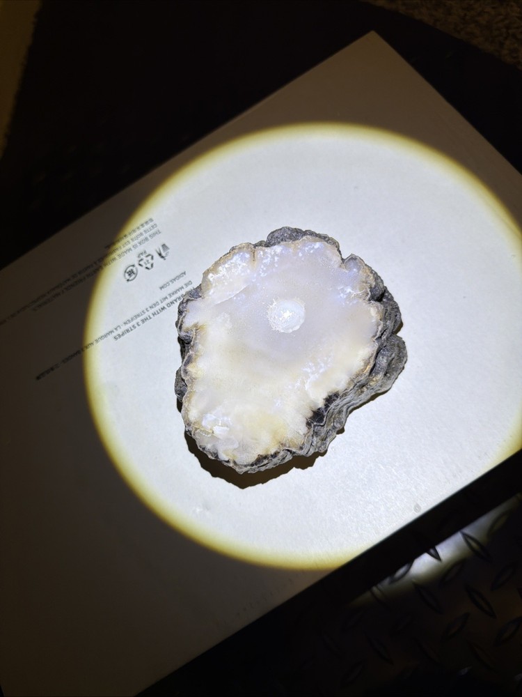 Petrified Wood