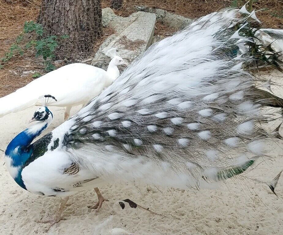 *5* Peacock Peafowl Hatching Eggs Variety Pack! *Ready Now* *NPIP*