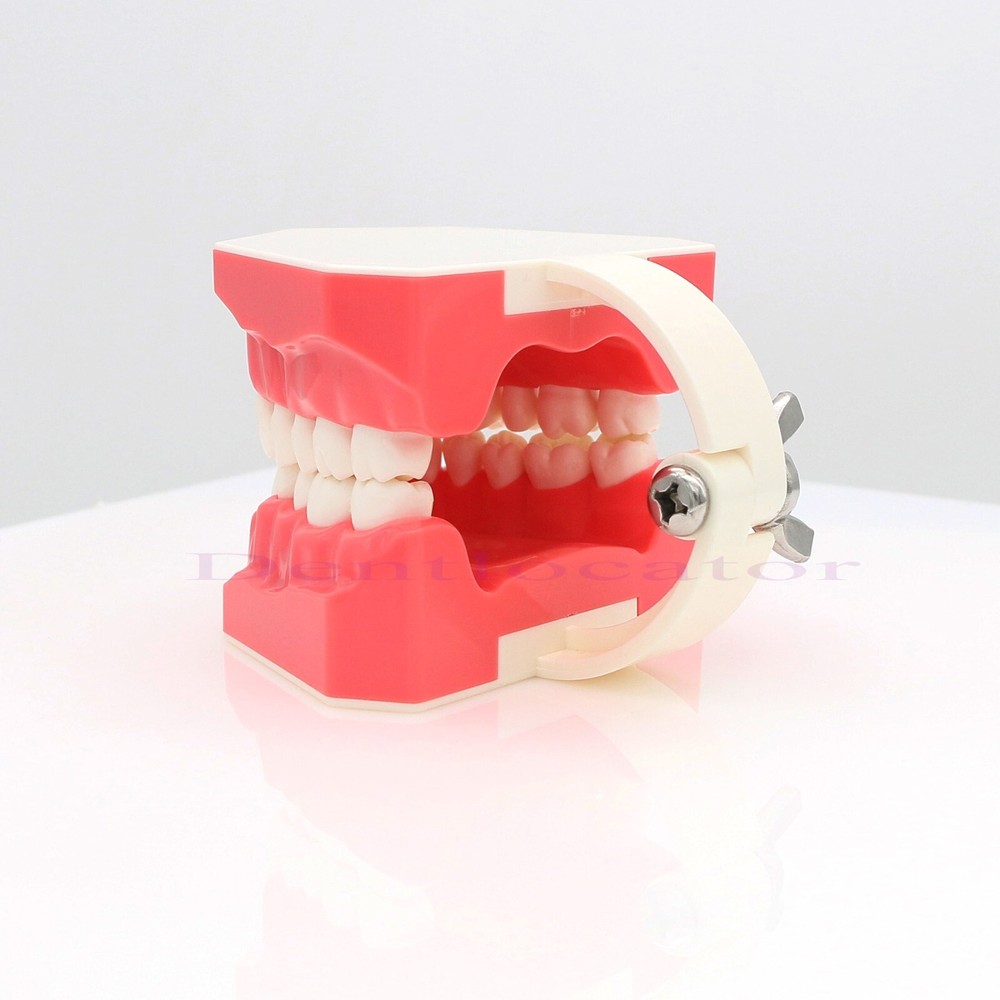 US Dental Typodont Teeth Model 1:1 Brushing Flossing Practice Teaching Model