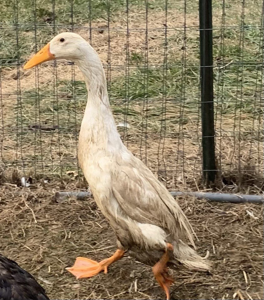 6+ PURE WHITE Indian runner duck Fertilized Eggs