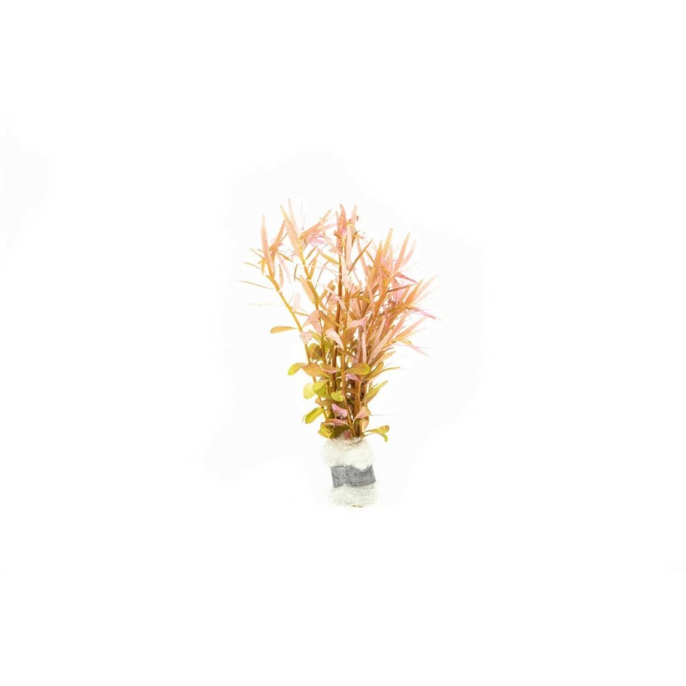 Vietnamese Rotala (Rotala Vietnam) Bunch