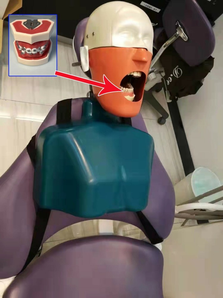 Dental Typodont Orthodontics Model Wax Teeth Training (apply To Head Model)