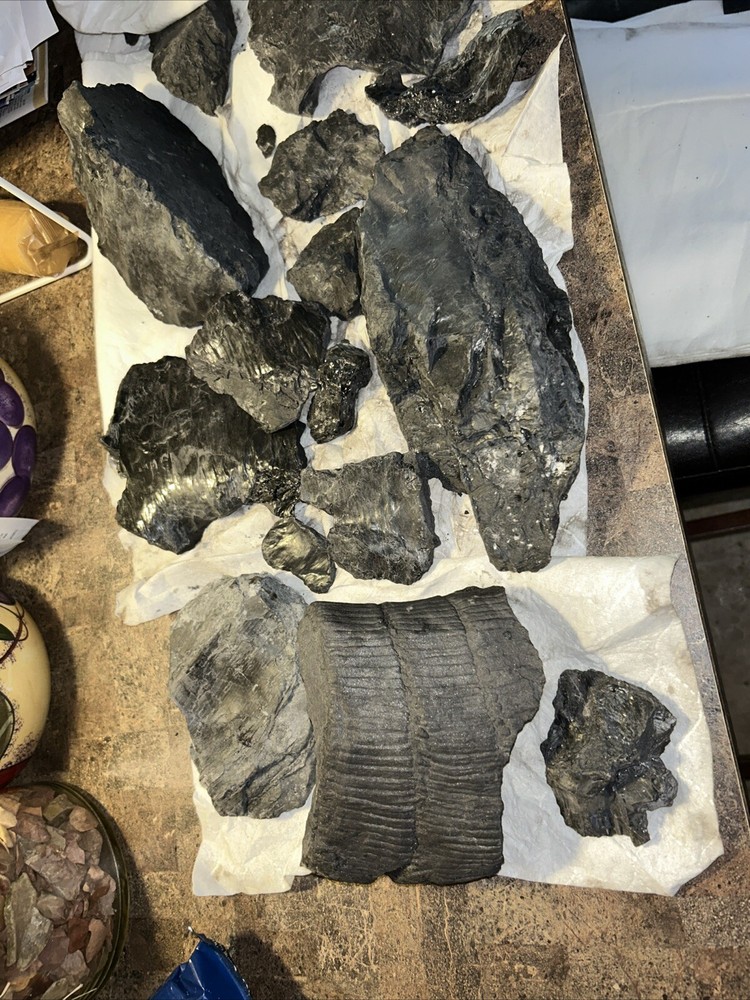 Fossils from coal mine 1200 feet deep