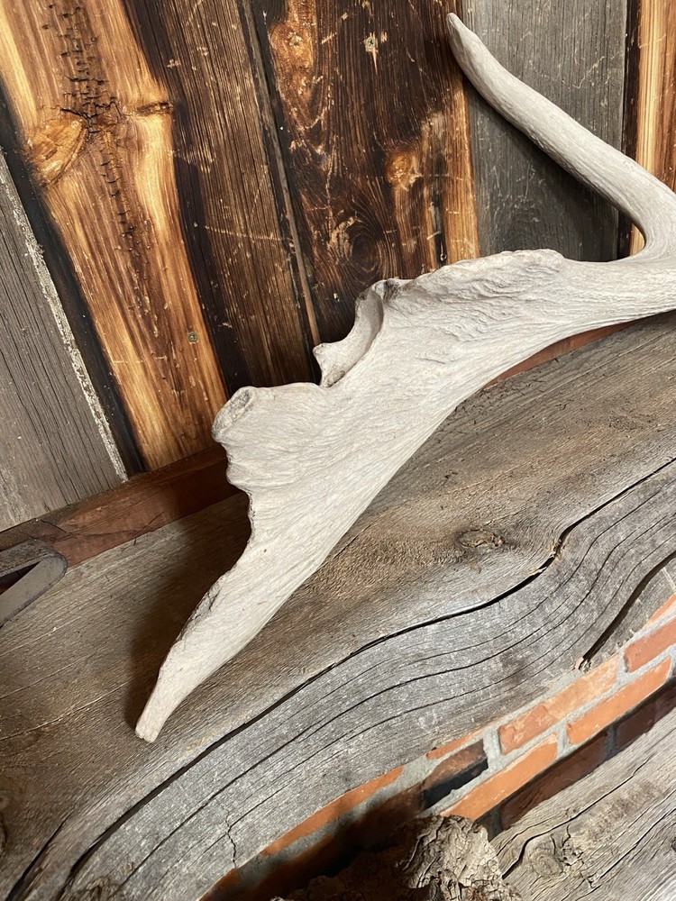 Palmated Elk Shed ~ Antler