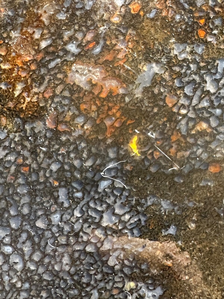 Dinosaur bone rough **hxtled large slab.