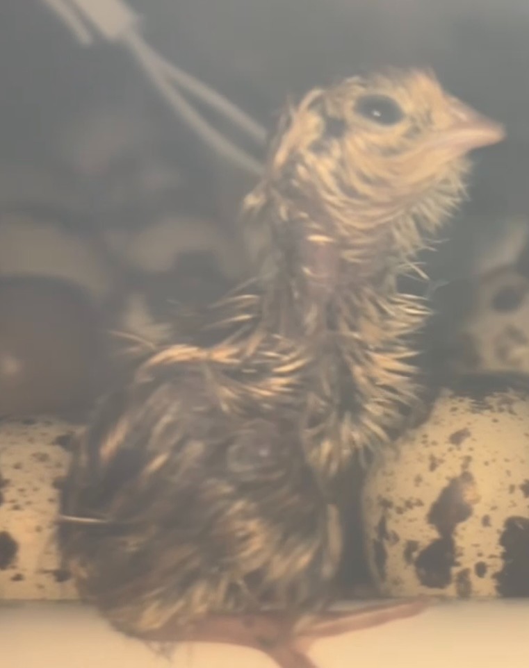 Japanese Coturnix Quail Hatching Eggs (12+)