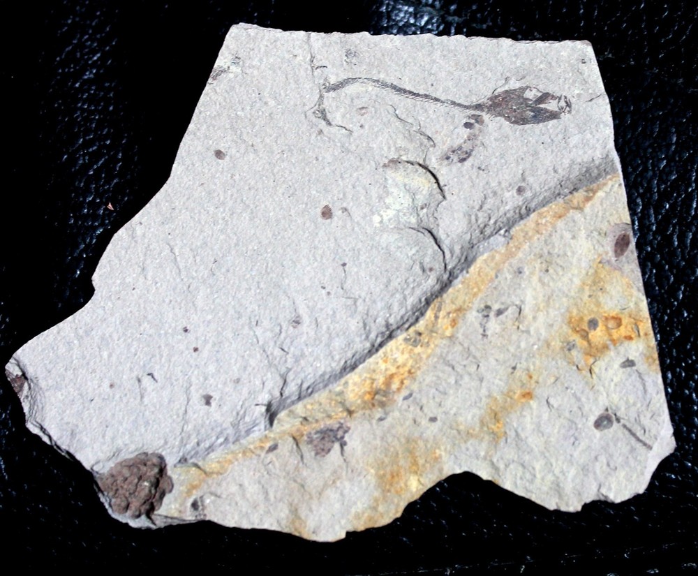 Oligocene fossil fish