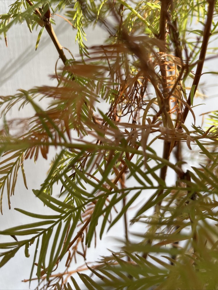 5 Tree Bald Cypress - Forest Bonsai