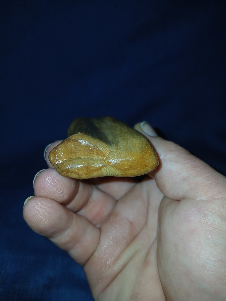 3.5 oz Texas Petrified Wood
