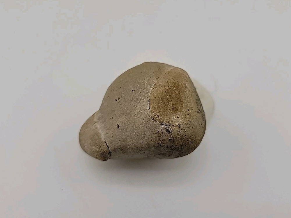 Egg Fossil Permineralized Snake 🐍