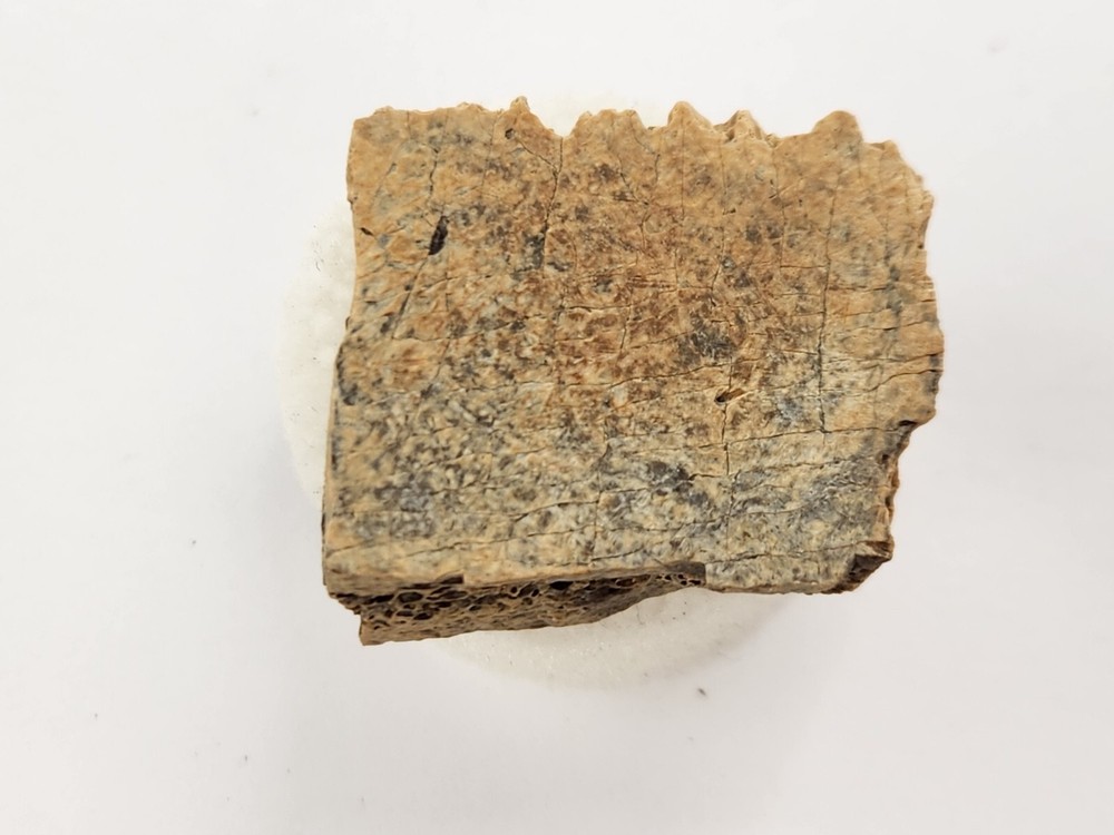 Cretaceous Turtle Shell Fossil - Testudines - Judith River Fm. - Hill Co., MT