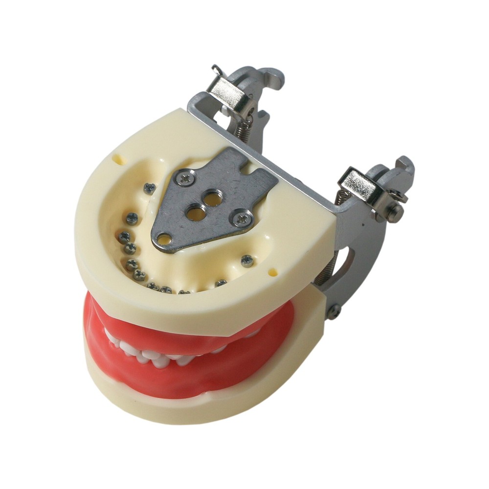 Dental Child Primary Practice Teeth Model 24 Removable Teeth For Dentist Practic
