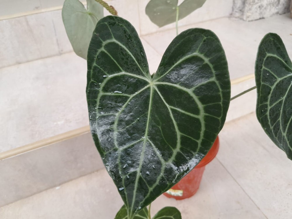 Anthurium Clarinervium