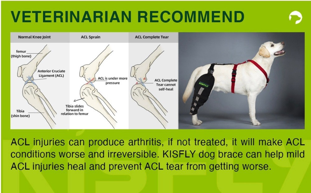 KISFLY Dog ACL Brace - Size: Medium