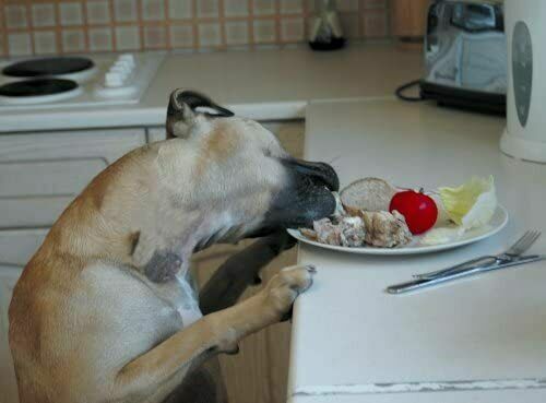 PET CORRECTOR HOLSTER