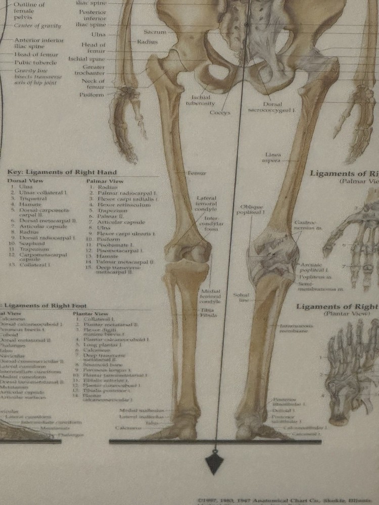Skeletal System Anatomical Chart Poster ￼ Laminated Learning 20x26 Skeleton B24