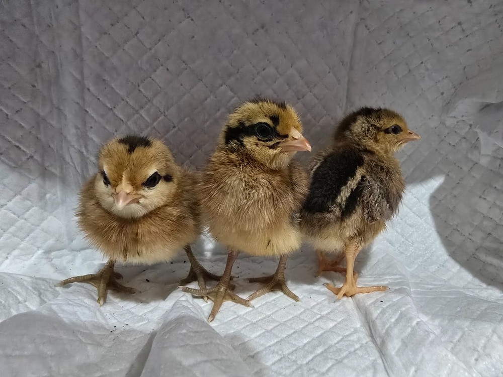 Gold and Silver Duckwing Phoenix Hatching Eggs