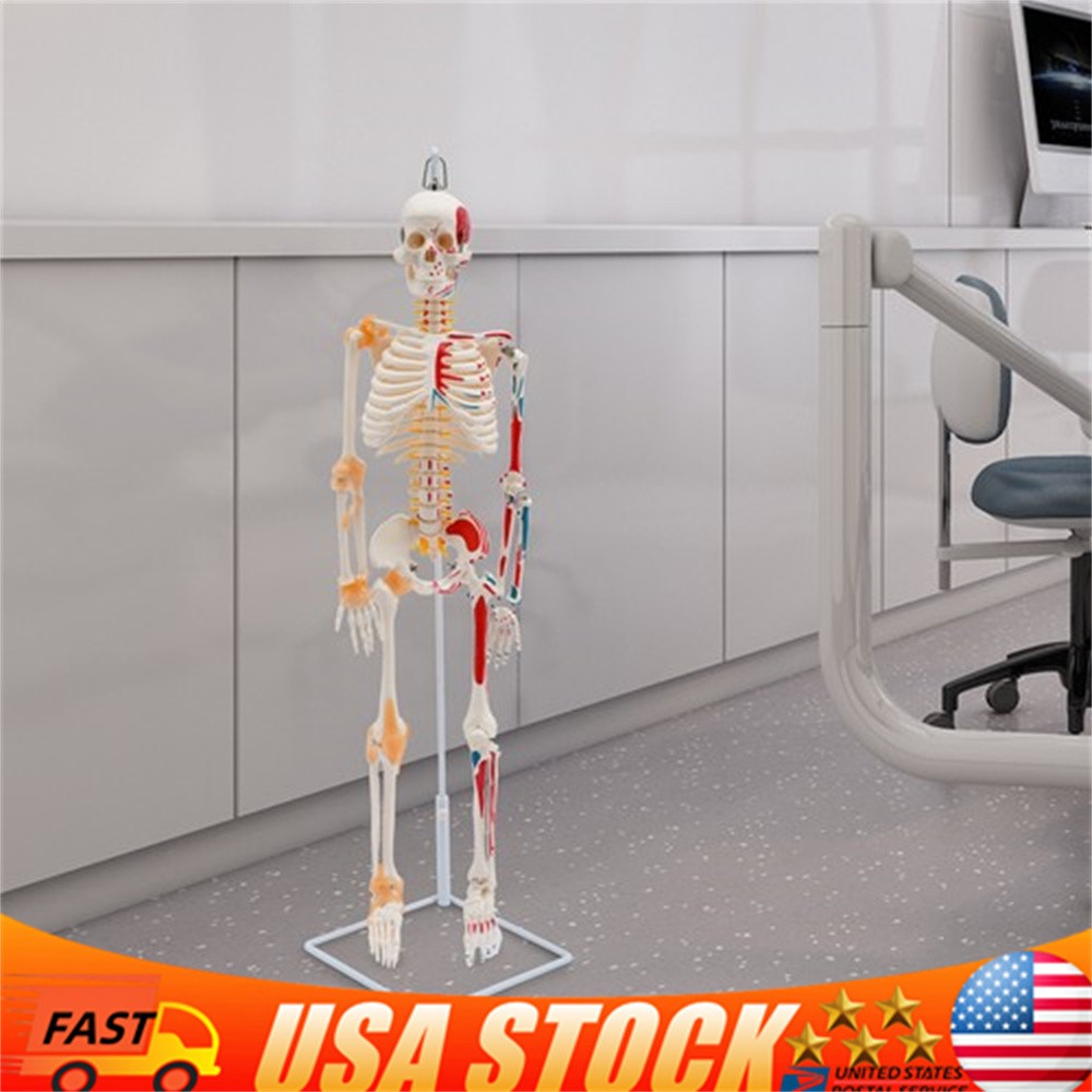 34" Half Life Size Human Skeleton Model For Doctors' Office or Anatomy Classroom