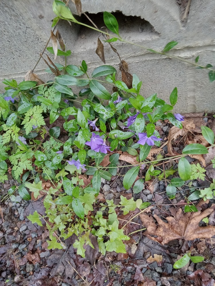 purple ground cover seedling