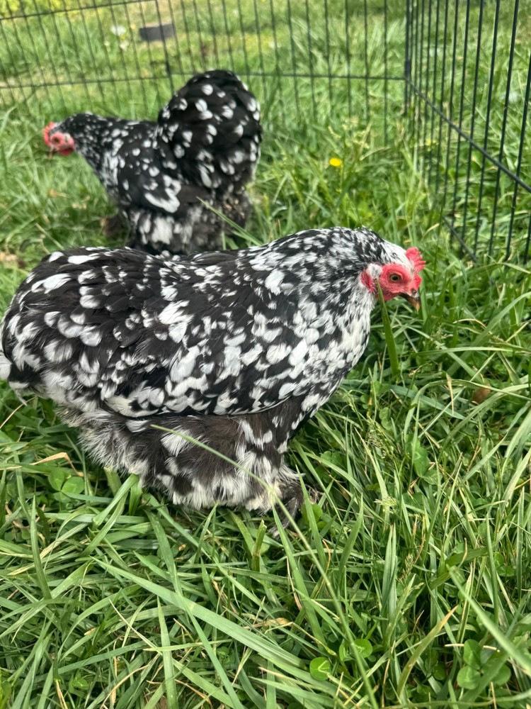 Mottle Cochins Bantam hatching eggs