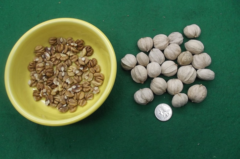 Hickory Nuts, 20 Seed/Cracking Unshelled & 1 oz Shelled, Sampler Pack. 2025 Crop