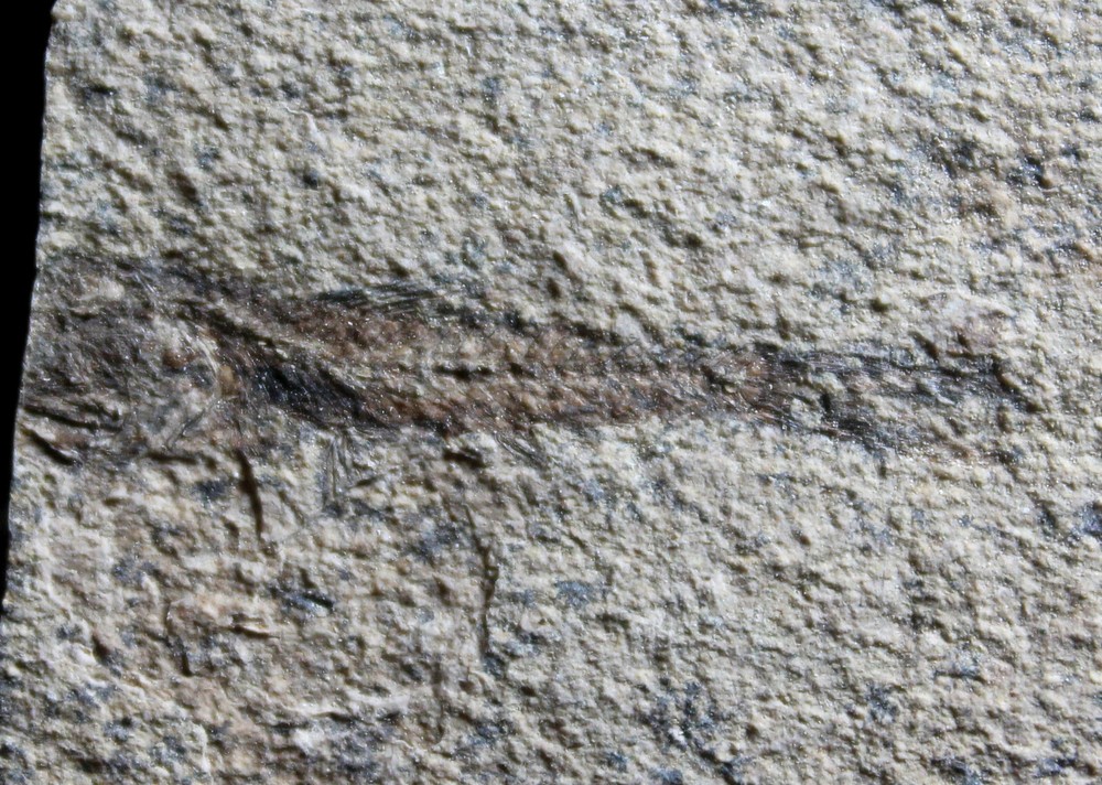 Eomyctophum koraensis -  Rare endemite Deep-water fossil fish