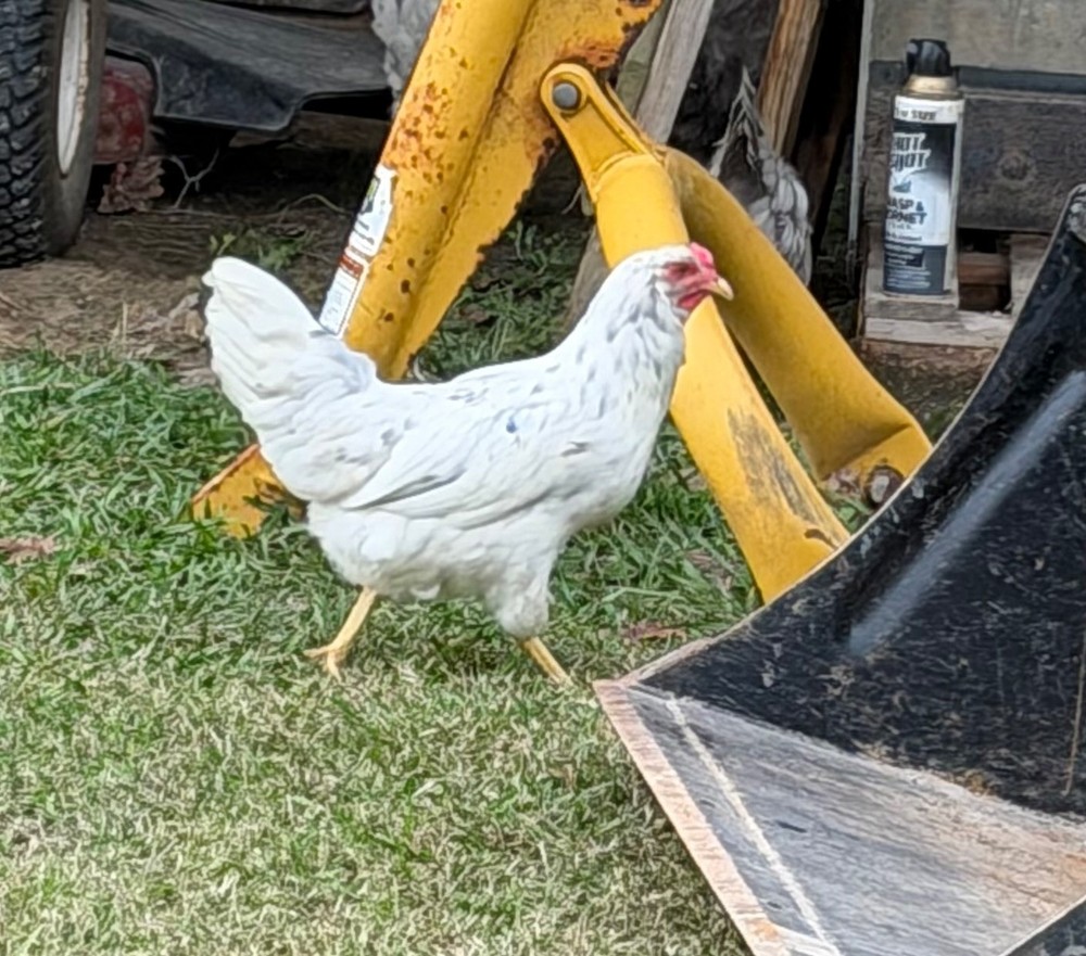 Whiting True Blue Hatching Eggs - x12+plus extras