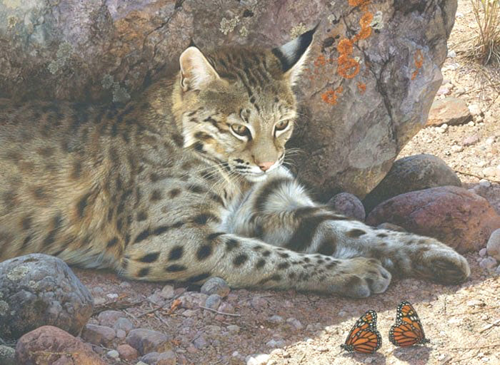 Carl Brenders Off Limits - Bobcat  Signed And Numbered With Certificate.