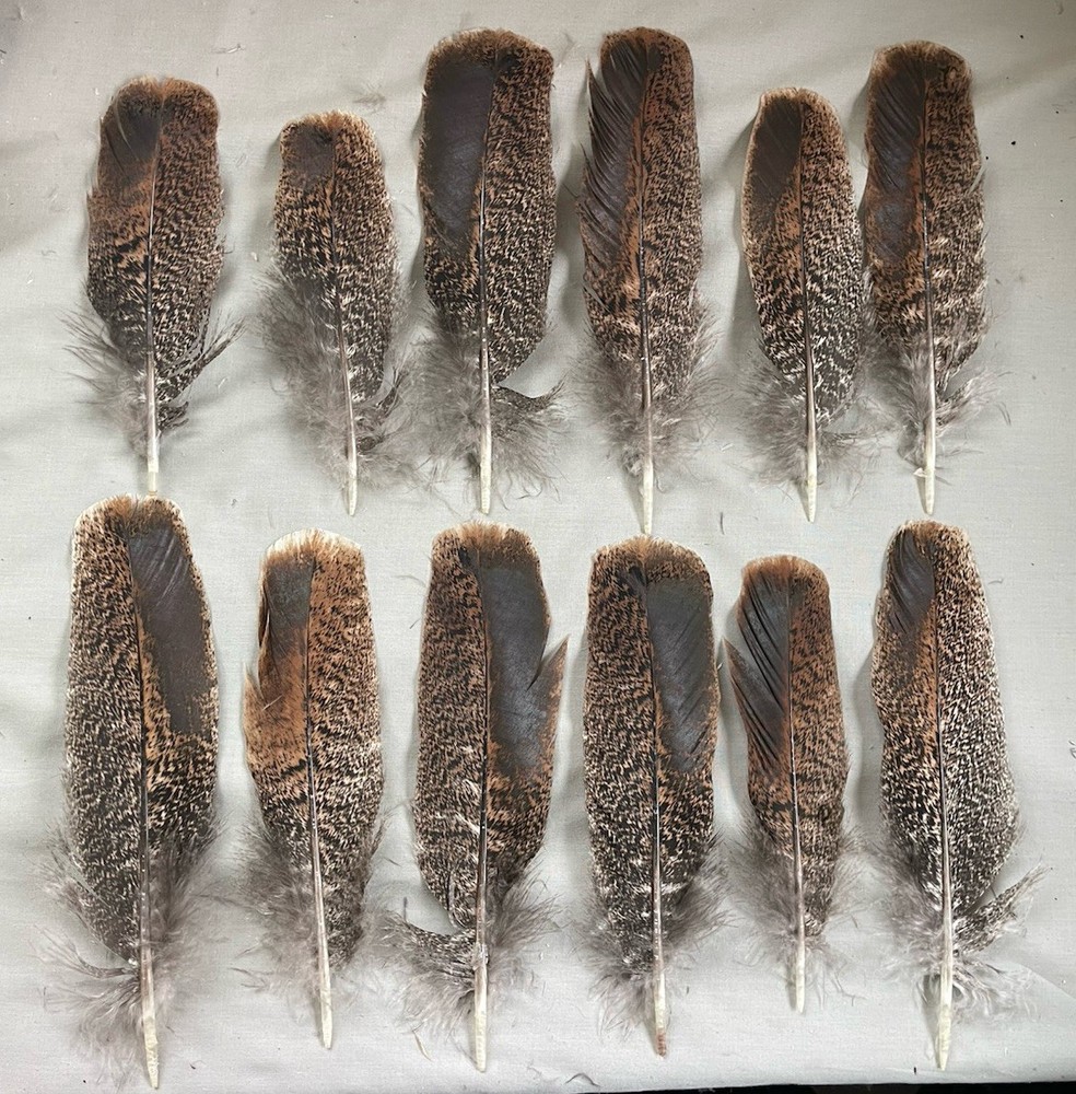 12 Oak Mottled Turkey Wing Feathers “Shorts”