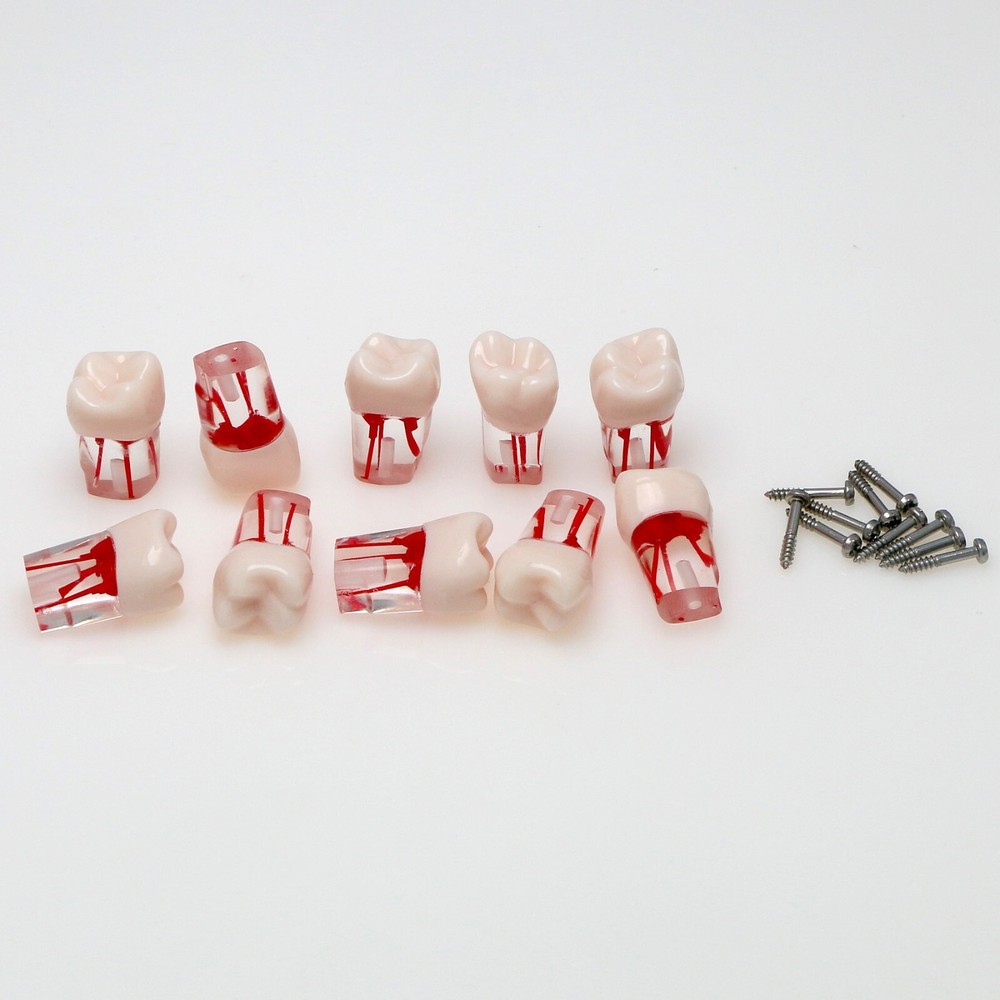 26# (UL6 First Molar) Training Models for Root Canal Procedures Dental Endo Root