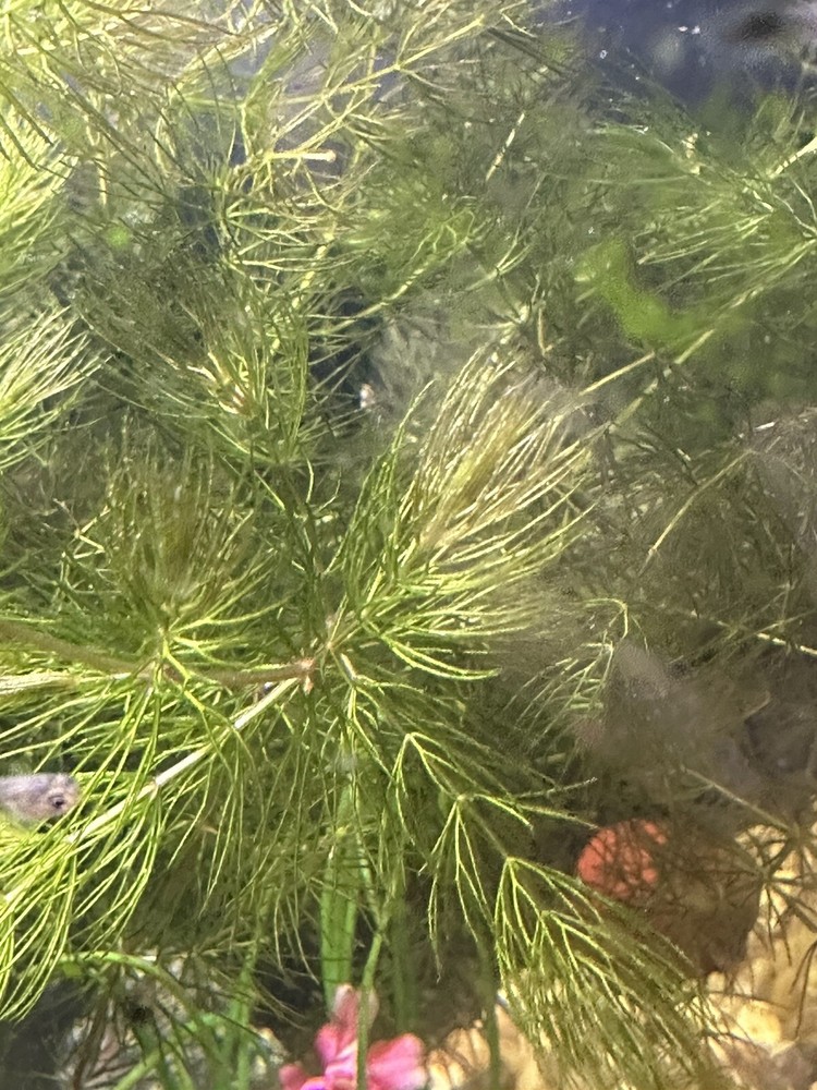 Hornwort Grass 4OZ