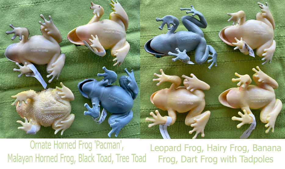 Exotic Frogs and Toads - Hollow Vinyl