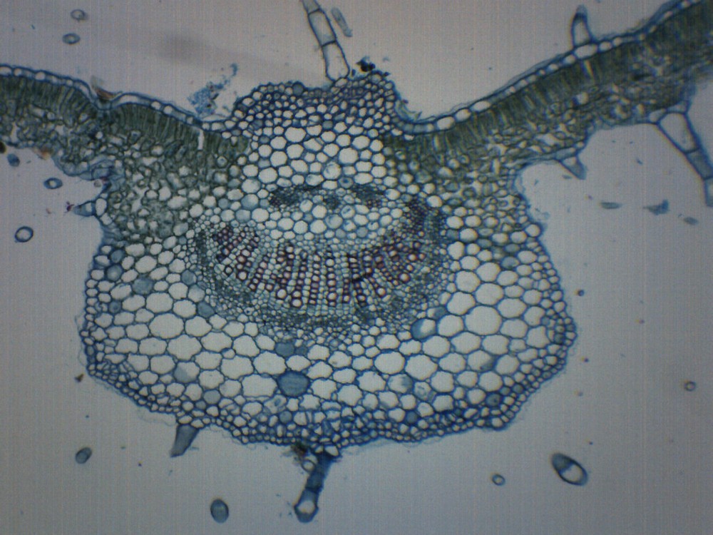 Syringa Vulgaris Leaf - Prepared Microscope Slide - 75x25mm - Eisco Labs