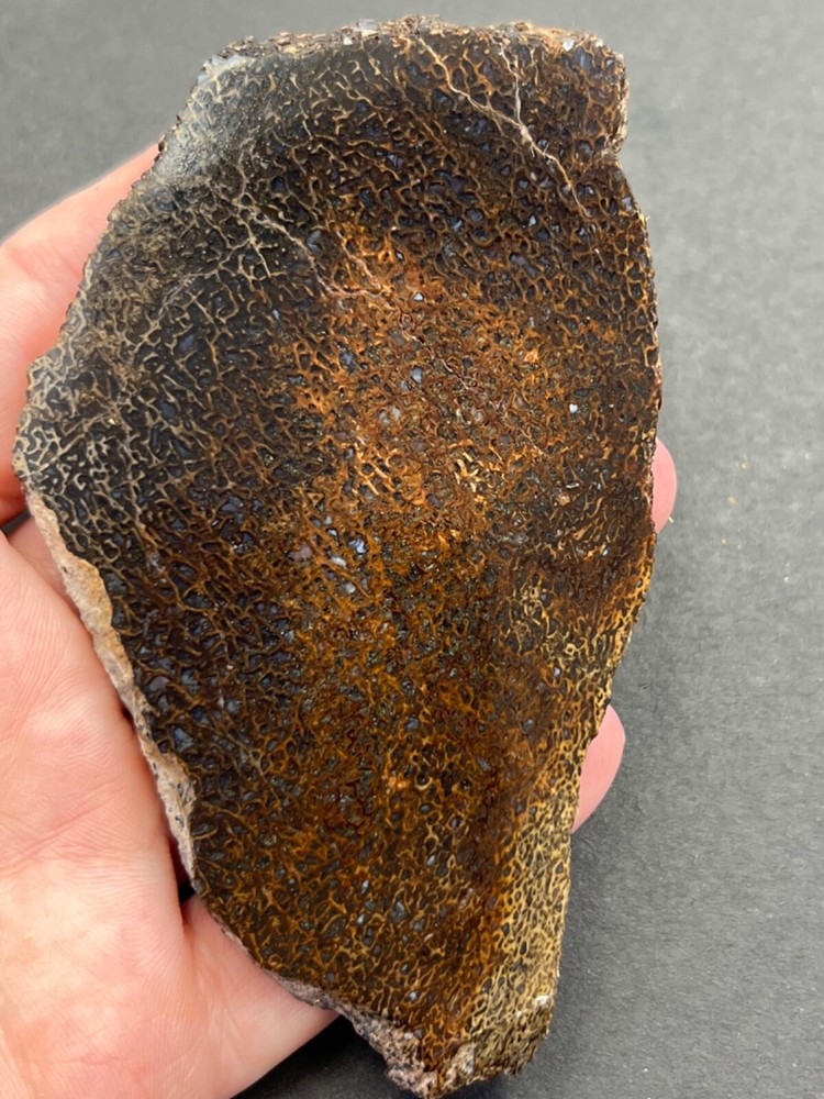 Fossilized agatized dinosaur bone slab 64 grams fluorescent