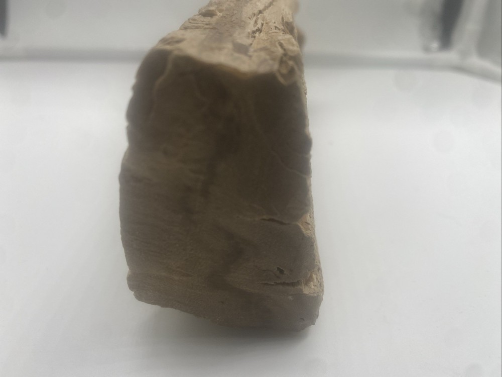 Petrified Wood Natural