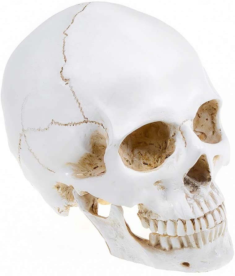 Large Size Retro Removable Human Skull Model Anatomical Teaching Skeleton Head