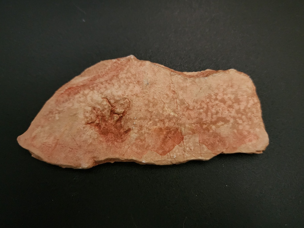 Fossil Replica Educational Displays - pterosaur skeleton, reptile footprints