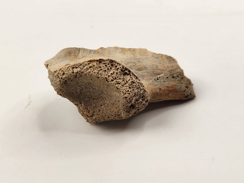 Turtle Scapula Fossil - Judith River Fm. - Hill Co., MT